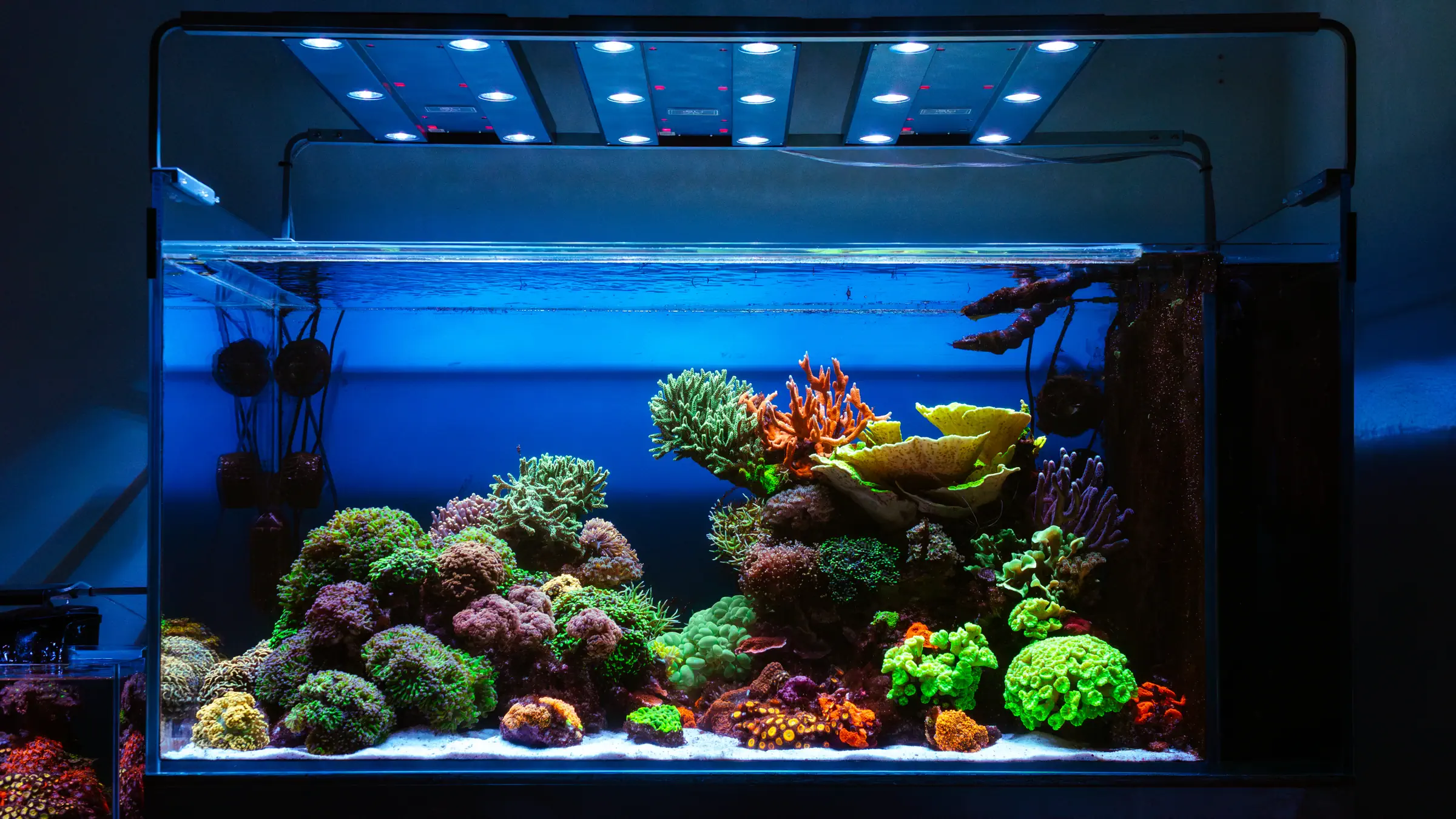 DSC06736 Poprawione Szum